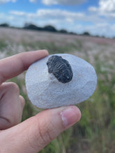 Load image into Gallery viewer, Trilobite Fossil