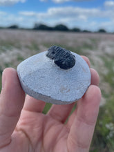 Load image into Gallery viewer, Trilobite Fossil