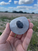 Load image into Gallery viewer, Trilobite Fossil