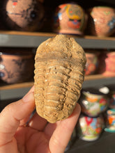 Load image into Gallery viewer, Trilobite Fossil