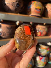 Load image into Gallery viewer, Polished Petrified Wood