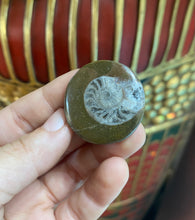 Load image into Gallery viewer, Ammonite Fossil from Morocco