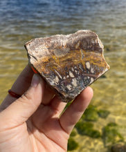 Load image into Gallery viewer, Petrified Wood