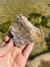 Load image into Gallery viewer, Petrified Wood