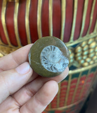 Load image into Gallery viewer, Ammonite Fossil from Morocco