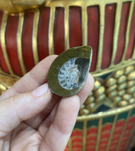 Load image into Gallery viewer, Ammonite Fossil from Morocco