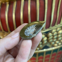 Load image into Gallery viewer, Ammonite Fossil from Morocco