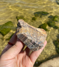 Load image into Gallery viewer, Petrified Wood