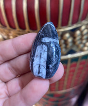 Load image into Gallery viewer, Orthoceras Fossil from Morocco