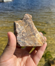 Load image into Gallery viewer, Petrified Wood
