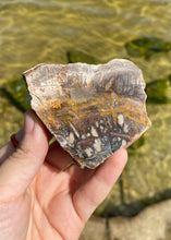 Load image into Gallery viewer, Petrified Wood