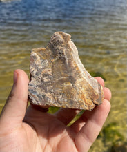 Load image into Gallery viewer, Petrified Wood