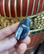 Load image into Gallery viewer, Orthoceras Fossil from Morocco