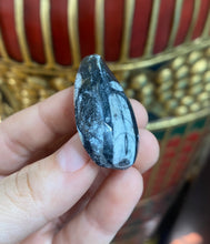 Load image into Gallery viewer, Orthoceras Fossil from Morocco