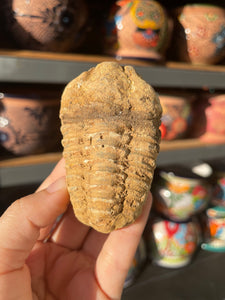 Trilobite Fossil