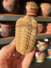 Load image into Gallery viewer, Trilobite Fossil
