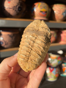 Trilobite Fossil