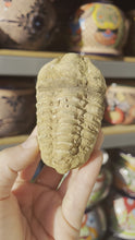 Load and play video in Gallery viewer, Trilobite Fossil
