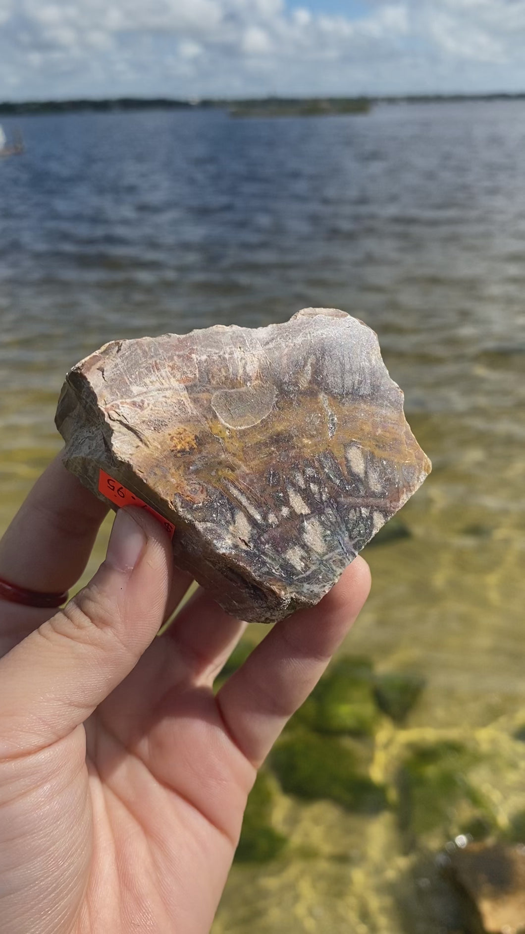 Petrified Wood