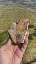 Load and play video in Gallery viewer, Natural Rough Petrified Wood with Druzy

