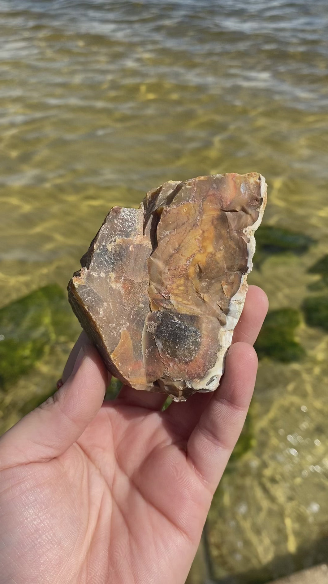 Natural Rough Petrified Wood with Druzy