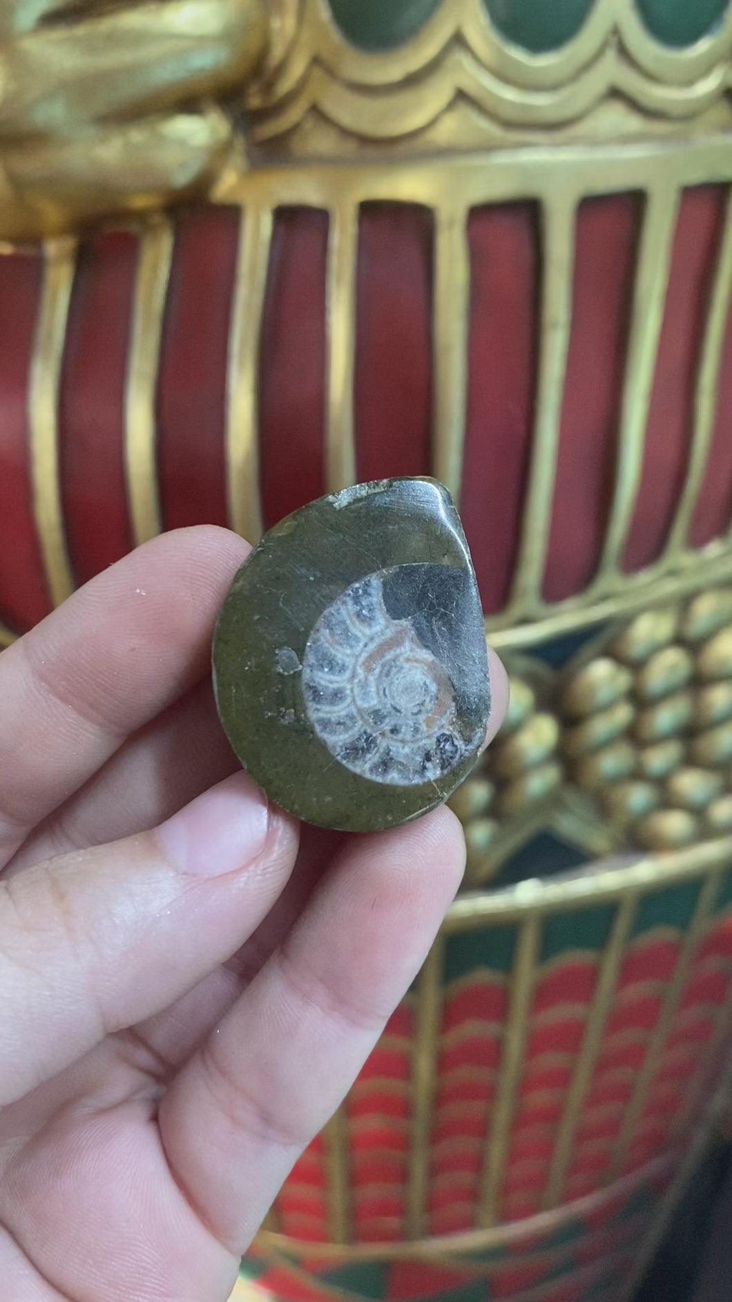 Ammonite Fossil from Morocco