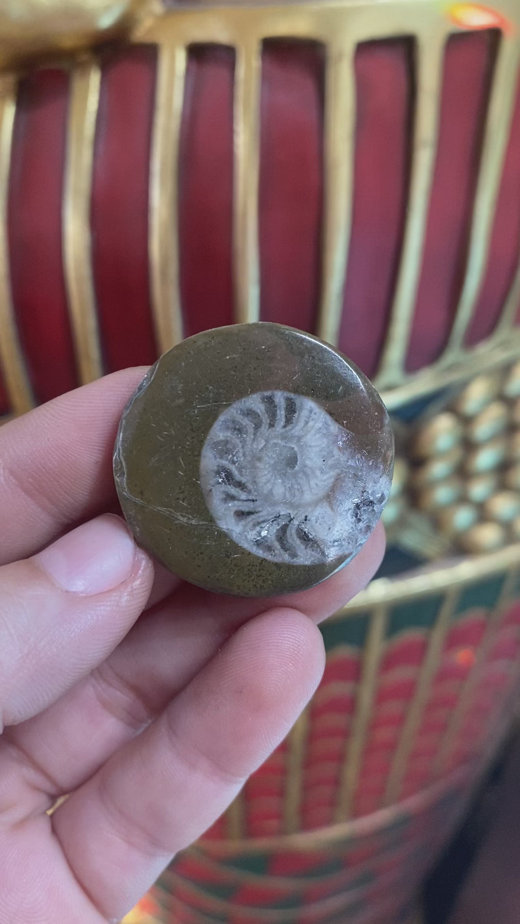 Ammonite Fossil from Morocco