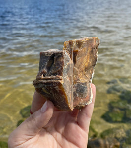 Natural Rough Petrified Wood with Druzy