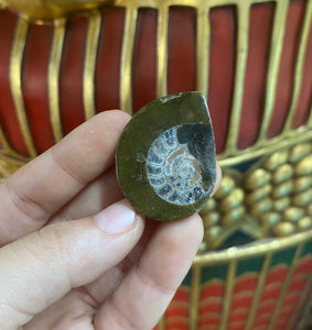 Ammonite Fossil from Morocco