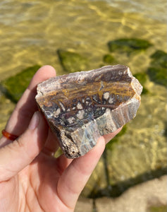 Petrified Wood