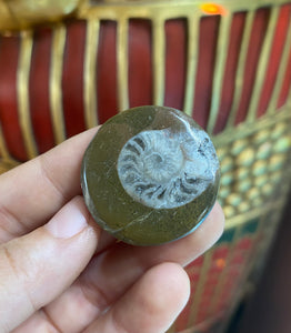 Ammonite Fossil from Morocco