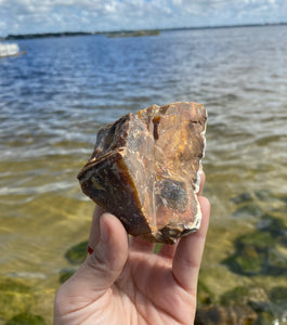 Natural Rough Petrified Wood with Druzy