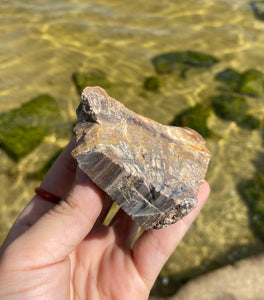 Petrified Wood