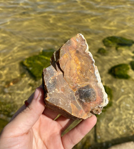 Natural Rough Petrified Wood with Druzy