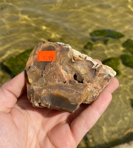 Natural Rough Petrified Wood with Druzy