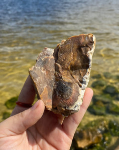 Natural Rough Petrified Wood with Druzy