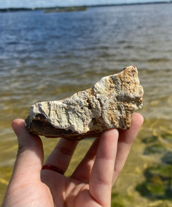 Natural Rough Petrified Wood with Druzy