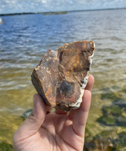 Natural Rough Petrified Wood with Druzy