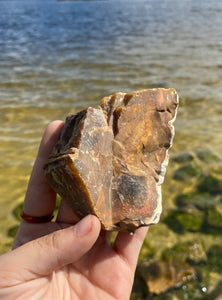 Natural Rough Petrified Wood with Druzy