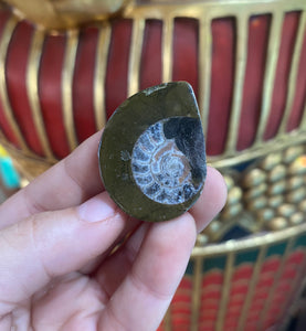 Ammonite Fossil from Morocco